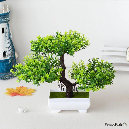 Classic Bonsai Tree