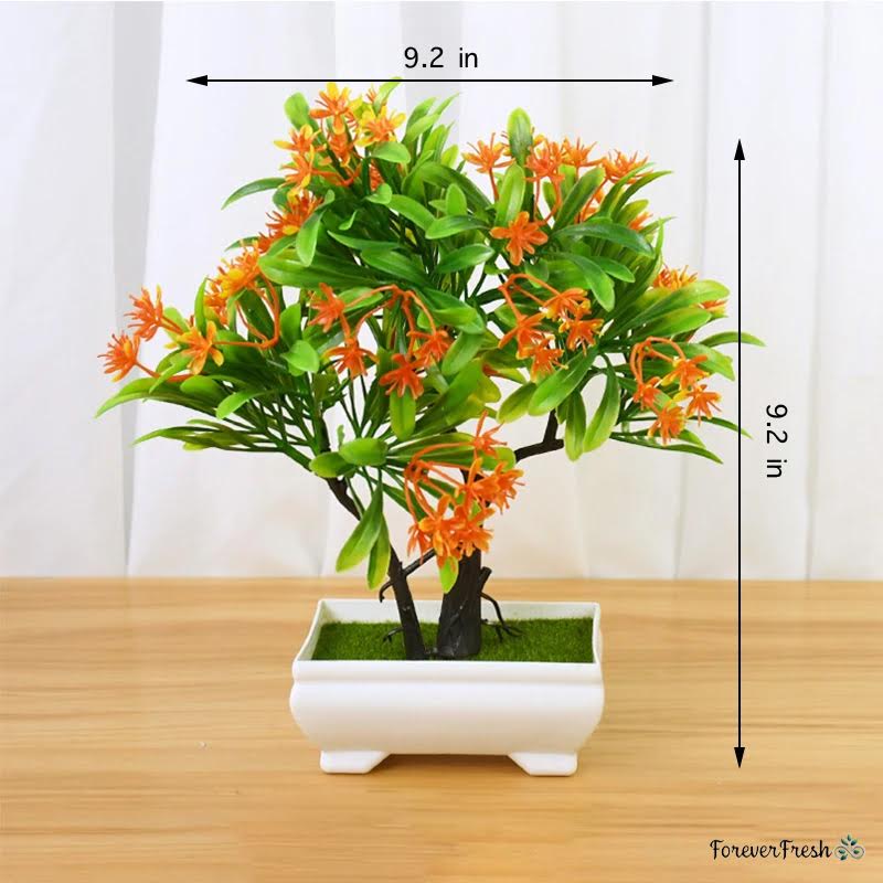 Orange Honeysuckle Bonsai Tree